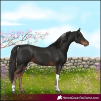 Horse Color:Liver Chestnut Tobiano 