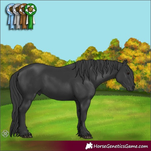 Horse Color:Black 