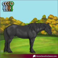 Horse Color:Black 