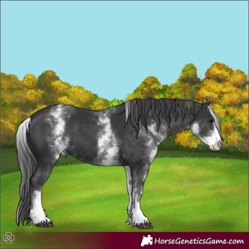 Horse Color:White Spotted Black