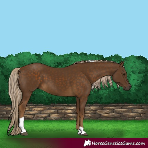 Horse Color:Chocolate Palomino Tobiano