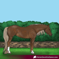Horse Color:Chocolate Palomino Tobiano 