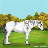 Horse Color:White Spotted Black 