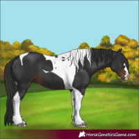 Horse Color:Liver Chestnut Tobiano 