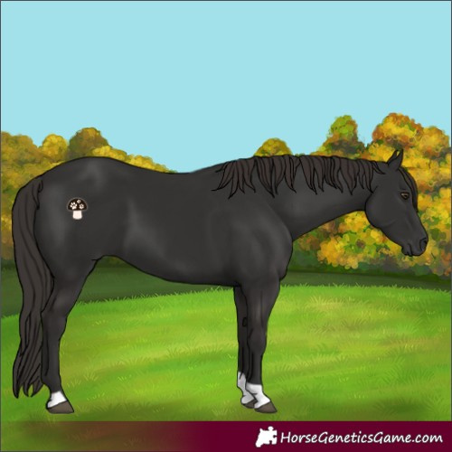 Horse Color:Liver Chestnut Tobiano 