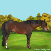 Horse Color:Liver Chestnut 