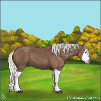 Horse Color:Silver Black Splash 
