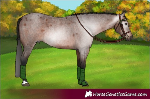 Horse Color:Gray Bay Roan 