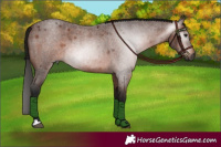Horse Color:Gray Bay Roan 