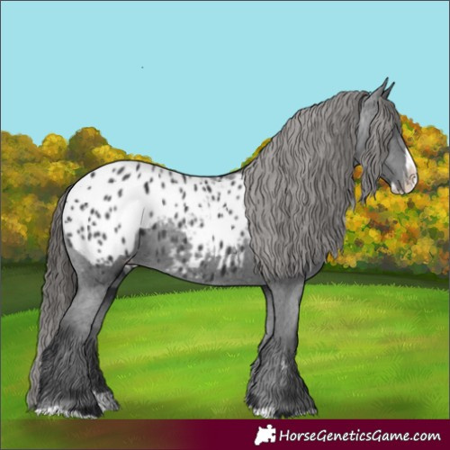 Horse Color:Black Splash Appaloosa 