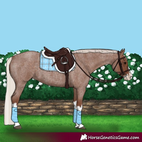 Horse Color:Silver Blue Roan Splash 