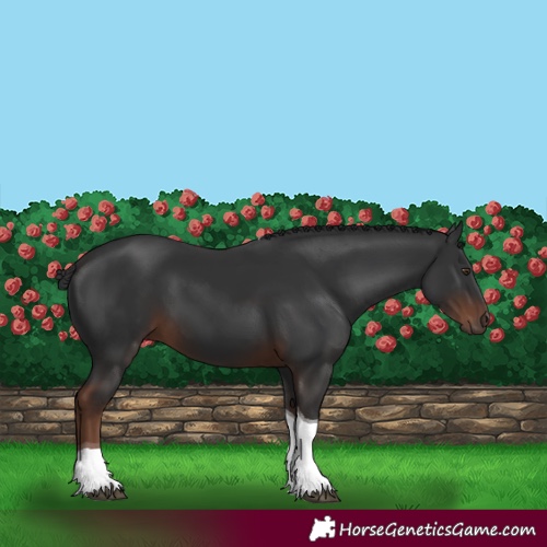 Horse Color:Liver Chestnut Tobiano