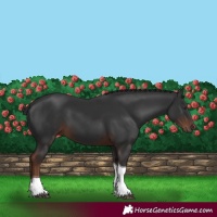 Horse Color:Liver Chestnut Tobiano 