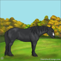 Horse Color:Black 