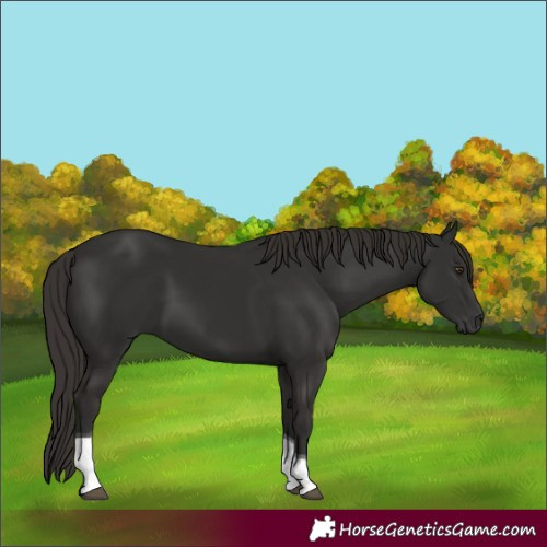 Horse Color:Liver Chestnut Tobiano 