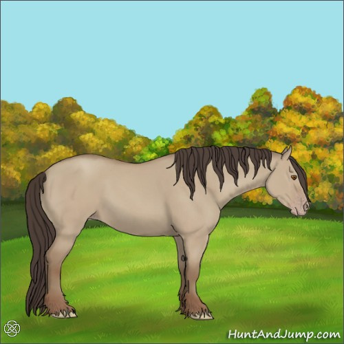 Horse Color:Classic Champagne Dun