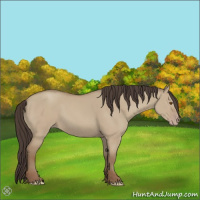 Horse Color:Classic Champagne Dun 