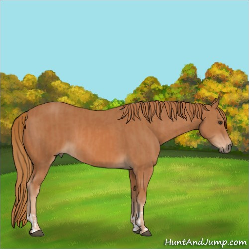Horse Color:Chestnut and Chestnut