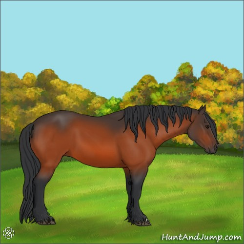 Horse Color:Bay 