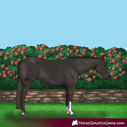 Horse Color:Liver Chestnut Tobiano