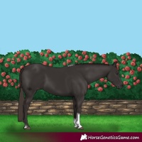 Horse Color:Liver Chestnut Tobiano 