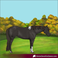 Horse Color:Liver Chestnut Tobiano 