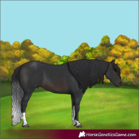 Horse Color:Brown Tobiano 