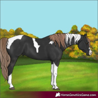 Horse Color:Liver Chestnut Tobiano 