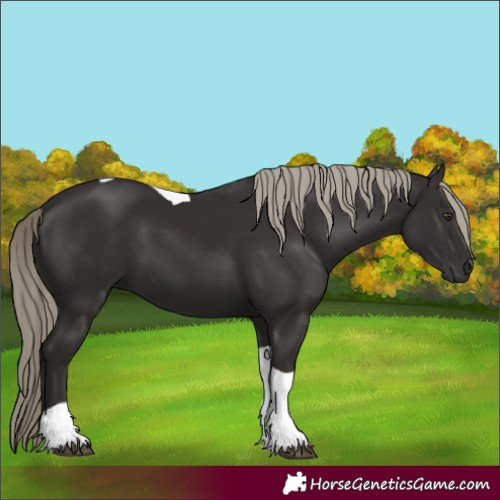 Horse Color:Liver Chestnut Tobiano 