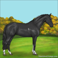 Horse Color:Black Tobiano 