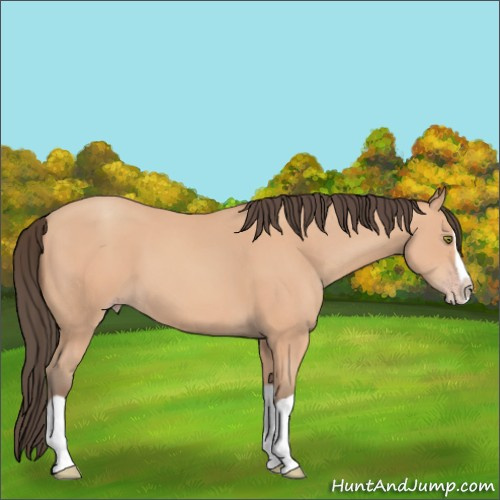 Horse Color:Amber Champagne Splash Rabicano 