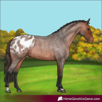 Horse Color:Bay Roan Appaloosa 