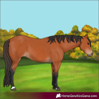 Horse Color:Bay 