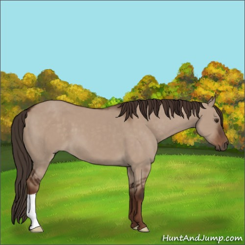 Horse Color:Liver Red Dun