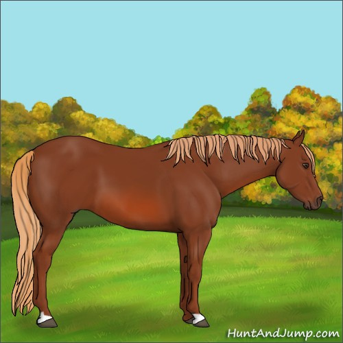 Horse Color:Chestnut 