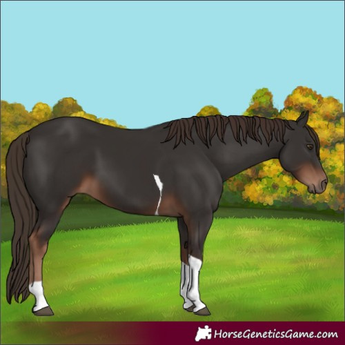Horse Color:Liver Chestnut Tobiano
