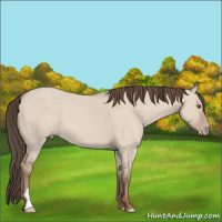 Horse Color:Classic Champagne Dun 