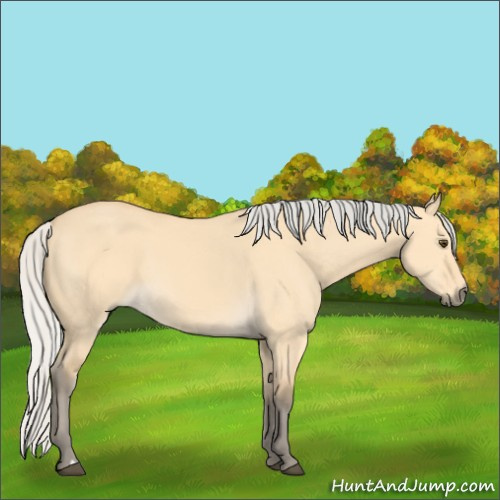 Horse Color:Silver Buckskin Dun 