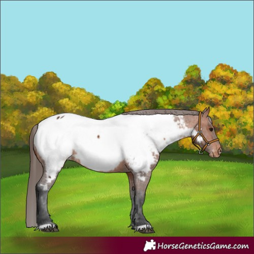Horse Color:Bay Appaloosa