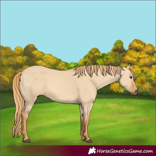 Horse Color:Red Dun 