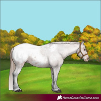Horse Color:Bay Near Fewspot