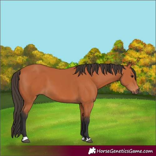 Horse Color:Bay 