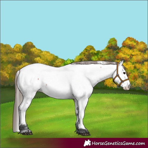 Horse Color:Bay Fewspot 