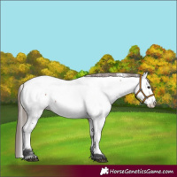 Horse Color:Bay Fewspot 