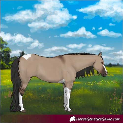 Horse Color:Liver Red Dun Tobiano