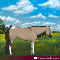 Horse Color:Liver Red Dun Tobiano 