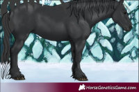 Horse Color:Black 