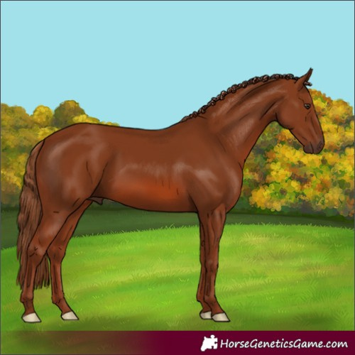 Horse Color:Chestnut 
