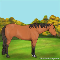 Horse Color:Bay 