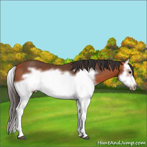 Horse Color:Bay Splash Frame 